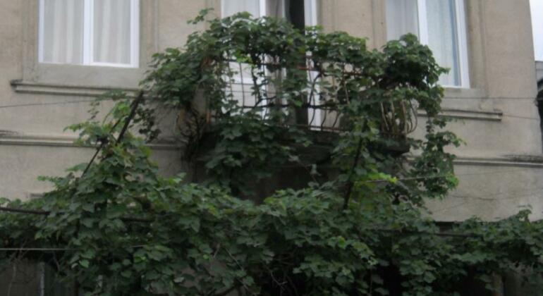 Dima's Guesthouse - Photo2