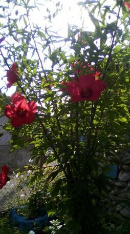 Natia - Photo5