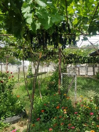 Wine Valley Telavi - Photo4