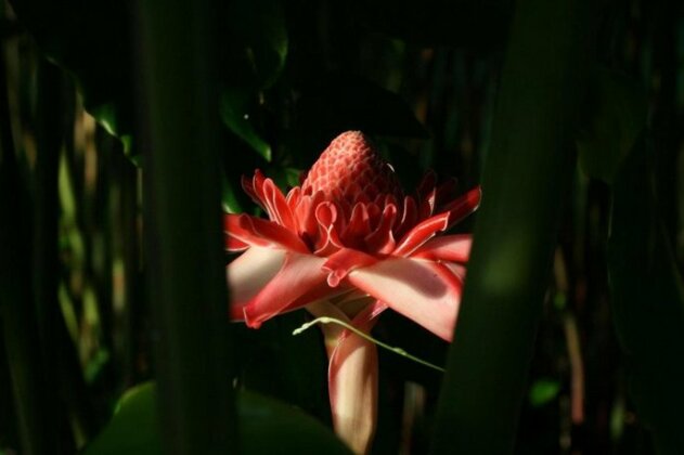 Les Cycas - Photo3