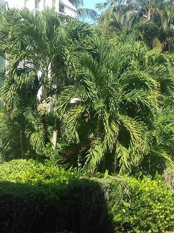 Le Bluecuracao - Photo5