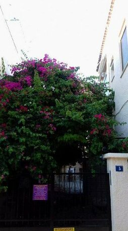 Aegina's Flowers house - Photo2