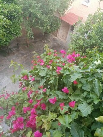 Aegina's Flowers house - Photo4