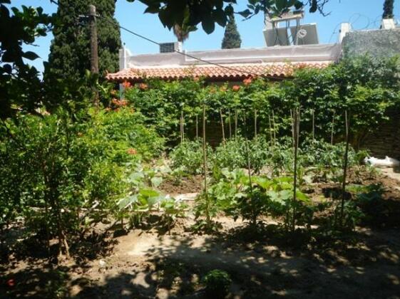 Lemon Tree Andros Island