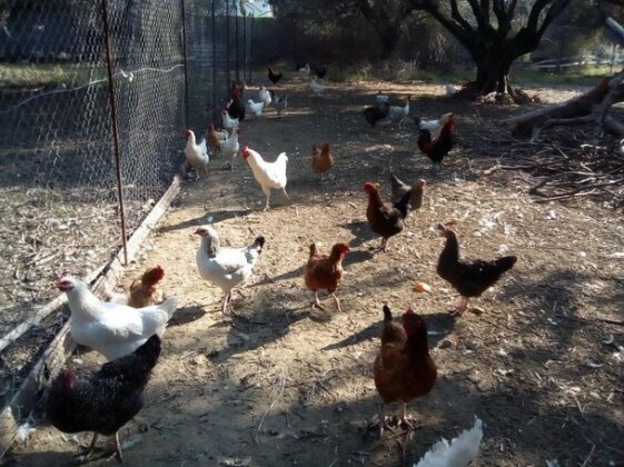 Katelios Farm House - Photo2