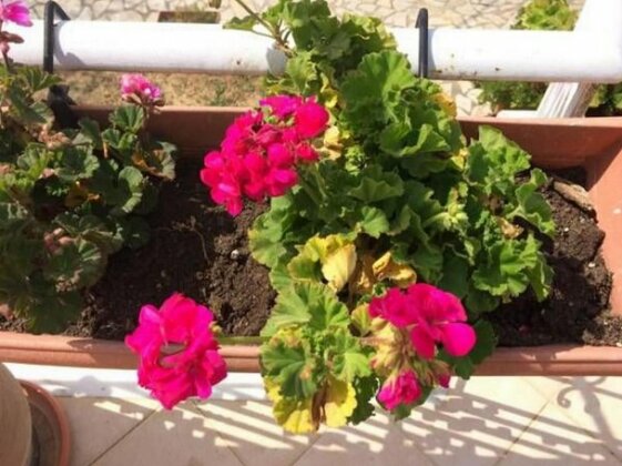 Sunny Studios Cephalonia - Photo2