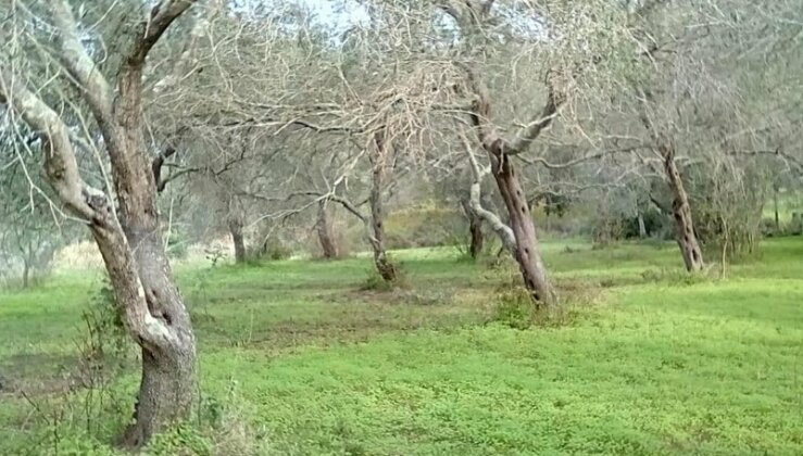 Avonlea Corfu Island - Photo3
