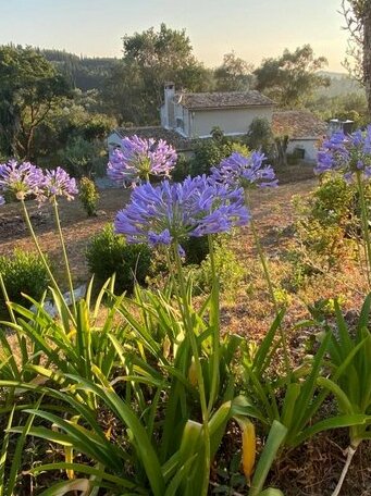 Dimoulitsa Villas - Photo4