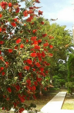 The Red Dragon - Photo2