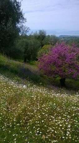 Villa Kardami - Photo2