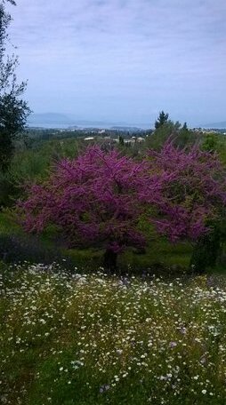 Villa Kardami - Photo3