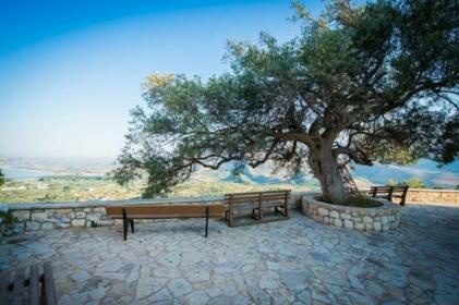 Olive Holly Ground - Morfi Village