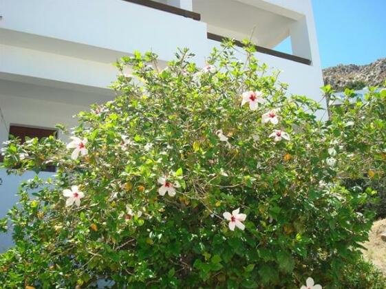 Pegasus Kalymnos - Photo5