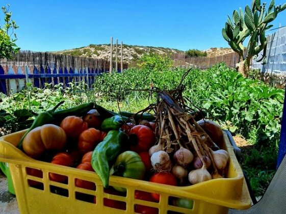 SOPHID Studio Amoopi - Karpathos - Photo4