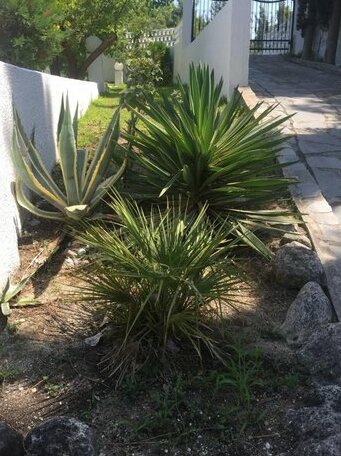 Xsoma Villa - Photo5