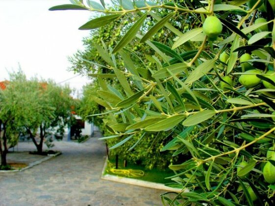 Dimos Bungalows - Photo5