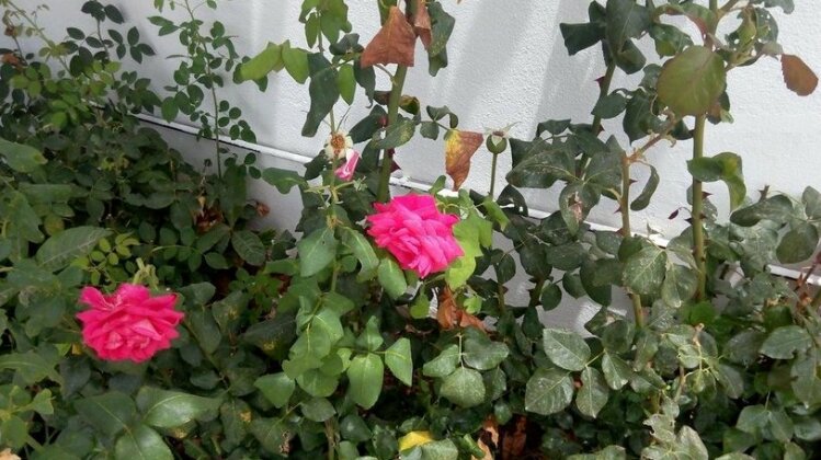 Mayflower 2 - Photo5
