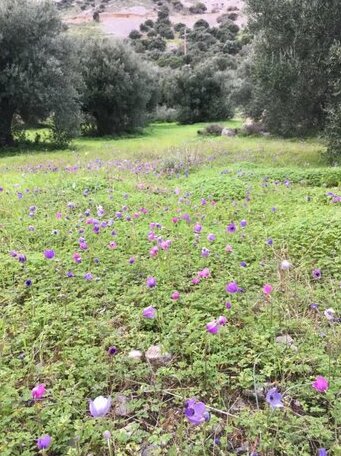 Villa Lir - Photo2