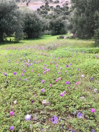 Villa Lir - Photo5