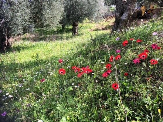 Hakuna Matata Holidays Calida with pool in Greek Olive Grove - Photo5