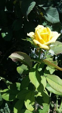 Milos Garden - Photo5