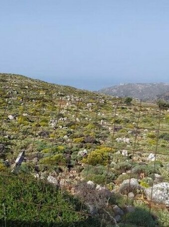 Garden Of Olive Trees