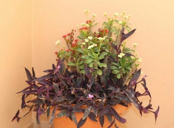 Joanna's Place - Photo3