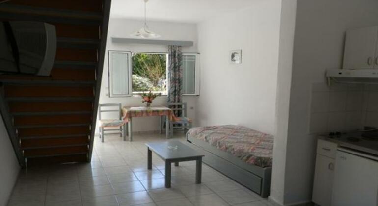 Camelia - Photo4