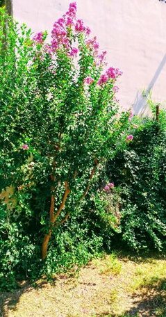 Dalia Village House with Large Garden - Photo5
