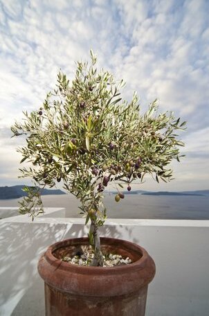 Delfini Villas - Photo3