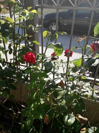 Roses Thasos