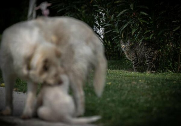Trikala family & pet friendly House - Photo5
