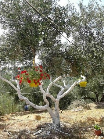 Calm and Top view in Chania countryside - Photo5