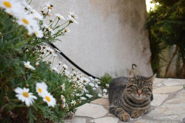 Casa Limnionas - Photo2