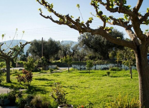 Olive Grove Zakynthos - Photo3