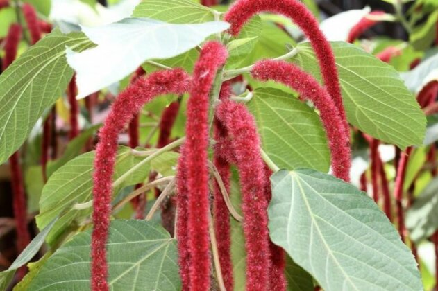 Mame Trees - Photo4