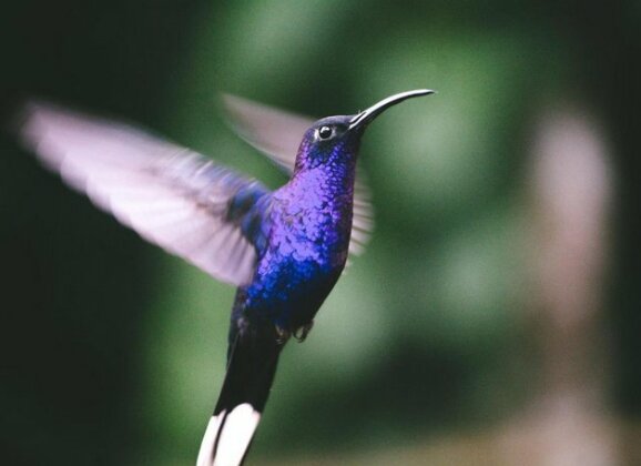 Panacam Lodge - Photo4