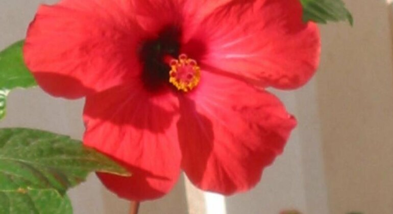 Apartman Hibiskus - Photo2