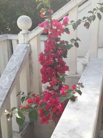 Apartman Hibiskus - Photo3