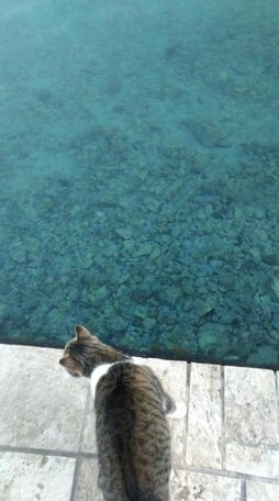Villa Katic Korcula - Photo5