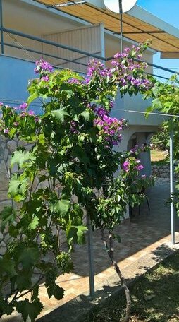 Apartments Krusvina - Photo2