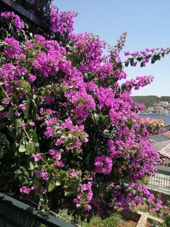 Fioretta - Photo3