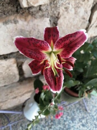 Fioretta - Photo5