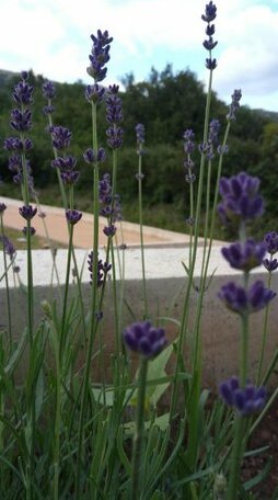 Villa Zrinka - Photo5