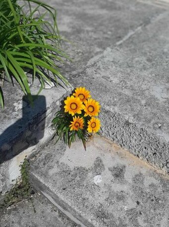 Apartman Jole - Photo4
