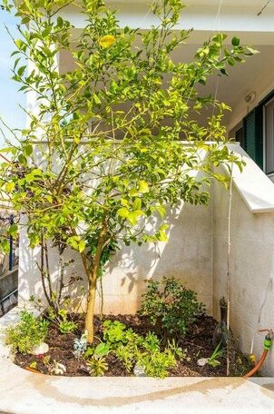 Apartment Beleca 2 - Photo5