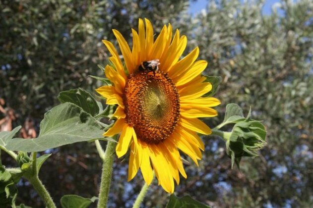 Sunflower Split - Photo2