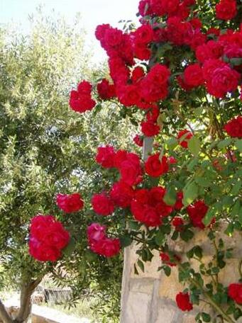 Villa Kate Vis - Photo5