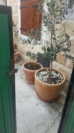 Apartmani Lem - Photo3