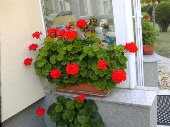 Elisabeth apartman Buk - Photo3